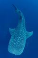 Single Whale Shark Swimming Wall Decal Design 7