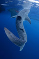 Whale Shark Feeds Surface Wall Decal Design 9