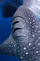 Whale Shark Feeds Surface Wall Decal Design 8