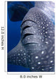 Whale Shark Feeds Surface Wall Decal Design 8