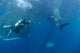Diver Interacts with Whale Wall Decal Design 4