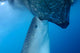 Whale Shark Sucks Net Wall Decal Design 4