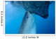 Whale Shark Sucks Net Wall Decal Design 4