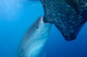 Whale Shark Sucks Net Wall Decal Design 3