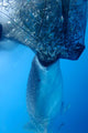 Whale Shark Sucks Net Wall Decal Design 2