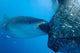 Whale Shark Sucks Net Wall Decal Design 1