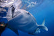 Whale Shark Feeds Surface Wall Decal Design 7