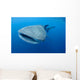 Single Whale Shark Swimming Wall Decal Design 6