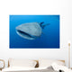 Single Whale Shark Swimming Wall Decal Design 6