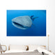 Single Whale Shark Swimming Wall Decal Design 6