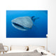 Single Whale Shark Swimming Wall Decal Design 6