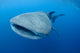 Single Whale Shark Swimming Wall Decal Design 6