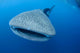 Single Whale Shark Swimming Wall Decal Design 5