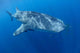 Single Whale Shark Swimming Wall Decal Design 4