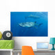 Two Whale Sharks Feeding Wall Decal Design 2