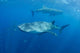 Two Whale Sharks Feeding Wall Decal Design 2
