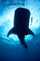 Whale Shark Silhouette Cenderawasih Wall Decal Design 2