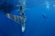 Diver Interacts with Whale Wall Decal Design 3