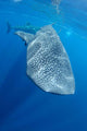 Single Whale Shark Swimming Wall Decal Design 3