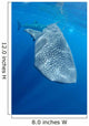 Single Whale Shark Swimming Wall Decal Design 3