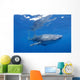 Single Whale Shark Swimming Wall Decal Design 2