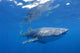 Single Whale Shark Swimming Wall Decal Design 2