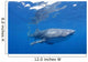 Single Whale Shark Swimming Wall Decal Design 2