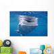 Whale Shark Feeds Surface Wall Decal Design 6