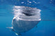 Whale Shark Feeds Surface Wall Decal Design 6