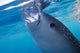 Whale Shark Feeds Surface Wall Decal Design 5