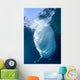 Whale Shark Feeds Surface Wall Decal Design 4