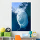 Whale Shark Feeds Surface Wall Decal Design 4