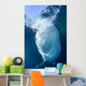 Whale Shark Feeds Surface Wall Decal Design 4