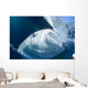 Whale Shark Feeds Surface Wall Decal Design 3