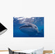 Close-up Photo Whale Shark Wall Decal Design 2