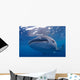 Close-up Photo Whale Shark Wall Decal Design 2