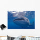 Close-up Photo Whale Shark Wall Decal Design 2
