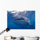 Close-up Photo Whale Shark Wall Decal Design 2