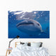 Close-up Photo Whale Shark Wall Decal Design 2