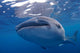 Close-up Photo Whale Shark Wall Decal Design 2