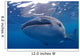 Close-up Photo Whale Shark Wall Decal Design 2