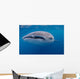 Close-up Photo Whale Shark Wall Decal Design 1