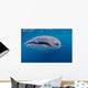 Close-up Photo Whale Shark Wall Decal Design 1