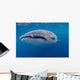 Close-up Photo Whale Shark Wall Decal Design 1