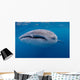 Close-up Photo Whale Shark Wall Decal Design 1
