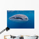 Close-up Photo Whale Shark Wall Decal Design 1
