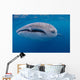 Close-up Photo Whale Shark Wall Decal Design 1