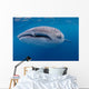 Close-up Photo Whale Shark Wall Decal Design 1