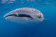 Close-up Photo Whale Shark Wall Decal Design 1