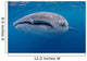 Close-up Photo Whale Shark Wall Decal Design 1
